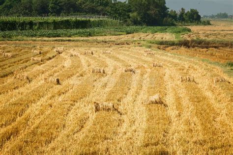 Beautiful Countryside Landscape Round Straw Bales In Harvested Field