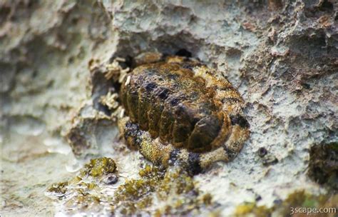 Chiton Mollusk Photograph - Landscape & Travel Photography for Sale by Adam Romanowicz