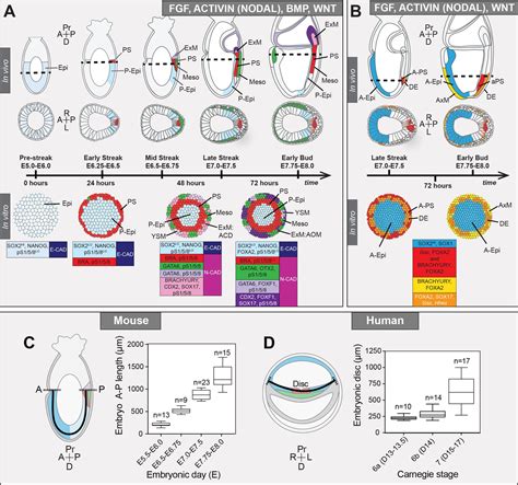 Figures And Data In Micropattern Differentiation Of Mouse Pluripotent