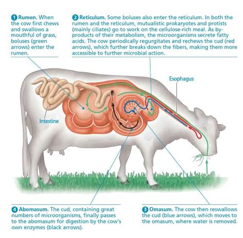 Diagram Of Cattle Digestive System Ruminant Digestion Intest