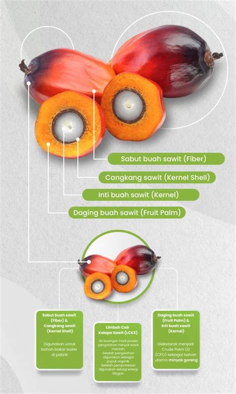 Mengenal Buah Kelapa Sawit – PT. Prima Khatulistiwa Sinergi