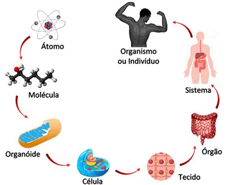 Aula 02 Niveis De Organizacao Dos Seres Vivos Ensino Fundamental