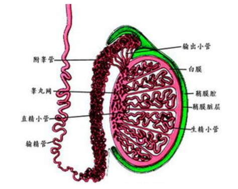 精索静脉曲张初期症状图有来医生