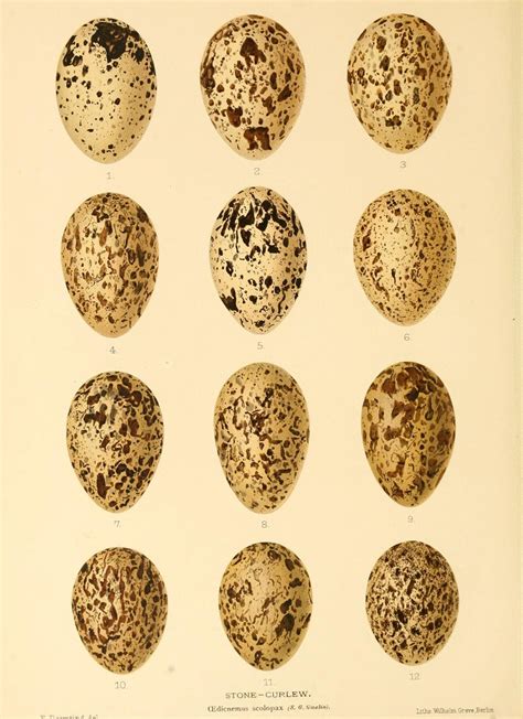 Eggs Of British Birds With An Account Of Their Breeding Habits Flickr