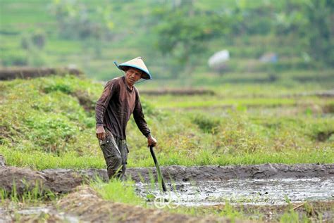 PETANI DAN SAWAH: Gambar Petani Lucu