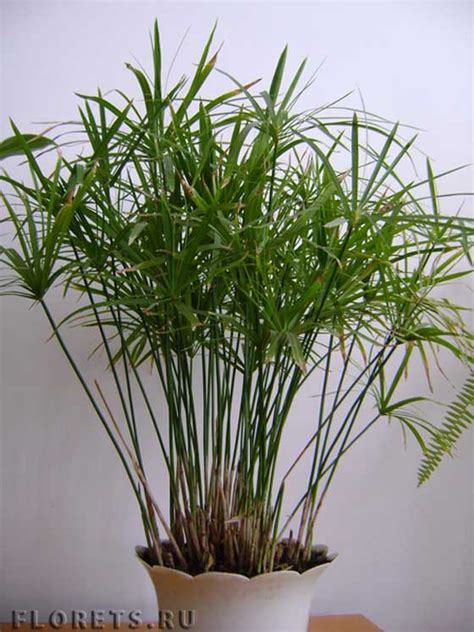 Фото циперуса - Декоративнолистные растения. Florets.ru