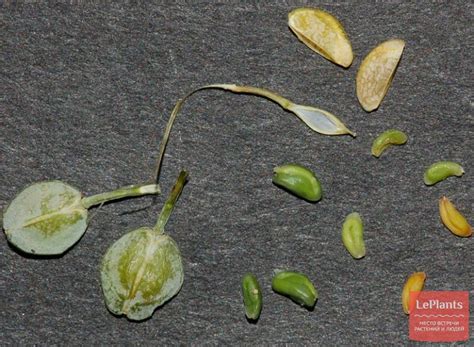 Кресс-салат (Lepidium sativum) — описание, выращивание, фото | на ...