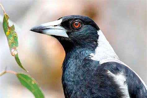 Magpie Nesting Season Safety