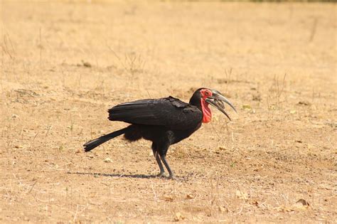 Bird Hornbill Endangered - Free photo on Pixabay - Pixabay