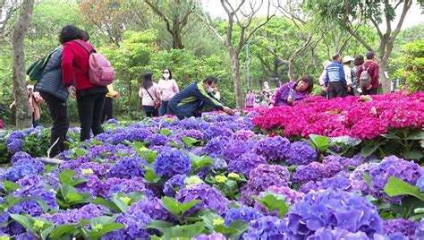 台北杜鵑花季花海盡收眼底 白色情人節登場