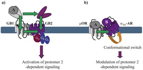 Conformational Changes Within A GPCR Dimer A Agonist A Binding To