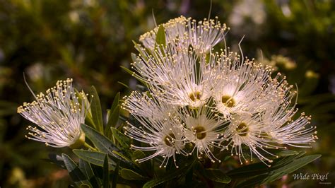 Eucalyptus flowers?