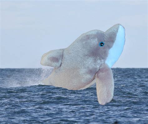 Dolphin Stuffed Animals | Whale and Dolphin Conservation