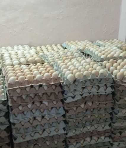 Fresh Country Chicken Egg Egg Size Standard At Best Price In Theni A