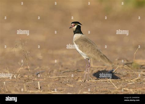 Black Headed Lapwing Hi Res Stock Photography And Images Alamy