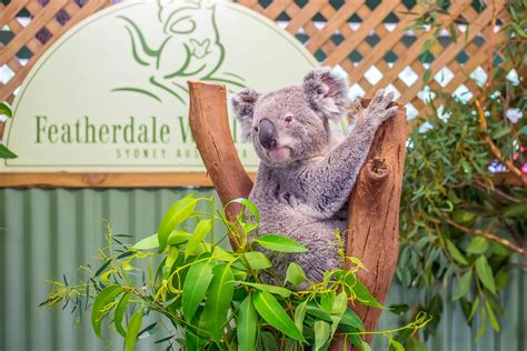 The featherdale wildlife park blacktown secret encounter you can book now 13