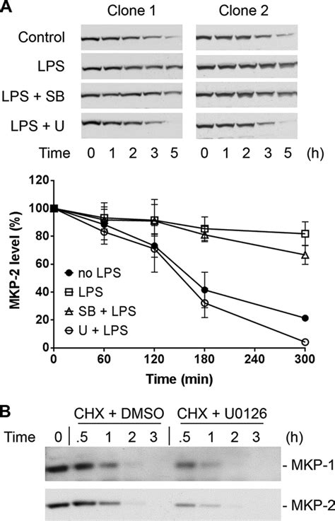 Post Translational Regulation Of Mitogen Activated Protein Kinase