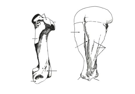 Equine Anatomy - Bones and Markings Diagram | Quizlet