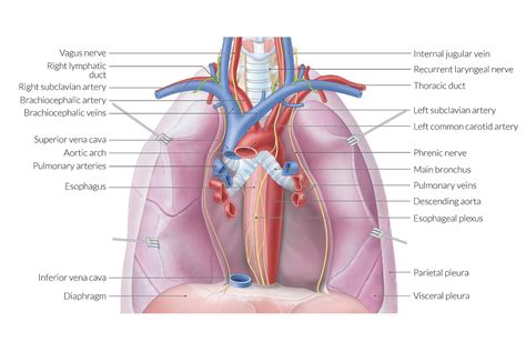 Thoracic Cavity Definition Organs Of Chest Cavity Biology, 55% OFF