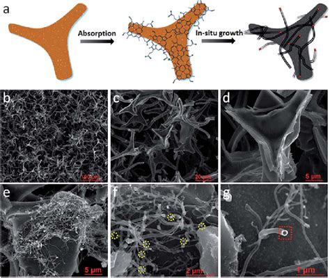 A Schematics Of The Synthetic Process For FNCs CNTs C SEM Images Of