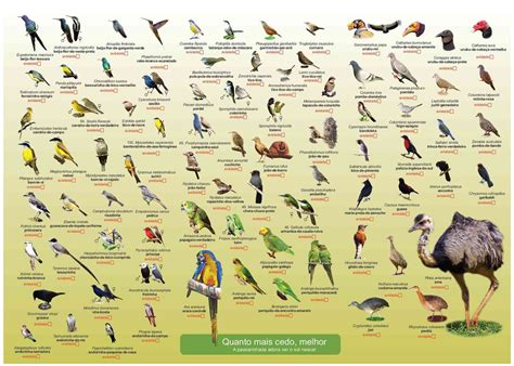 Aves do Cerrado - Museu do Cerrado