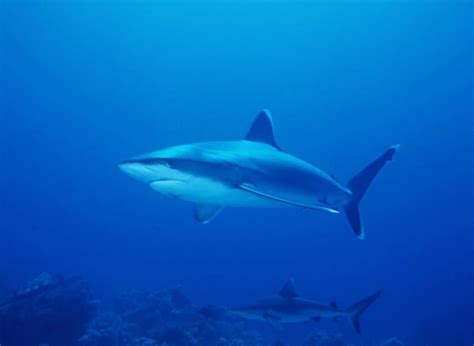 Silvertip shark - Facts, Diet, Habitat & Pictures on Animalia.bio