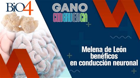 Melena de león benéficos en conducción neuronal YouTube