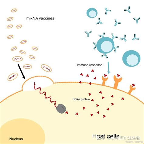 蛋白免疫印迹的应用—western Blotting 知乎