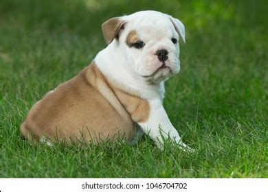 Cute Brown Black White English Bulldog Stock Photo 1046704702 ...