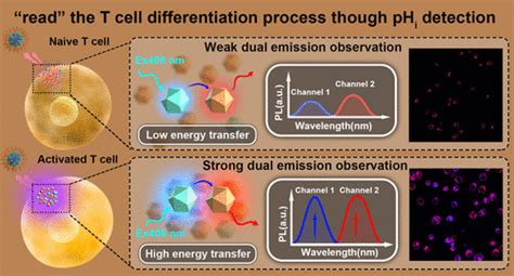 An Aggregation Induced Emission Based Dual Emitting Nanoprobe For