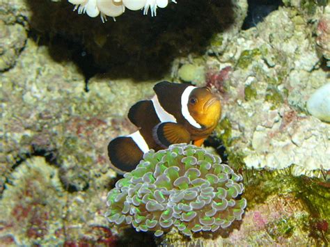 The Online Zoo - Orange Clownfish