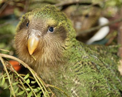 Bumper kakapo chick breeding season | Otago Daily Times Online News