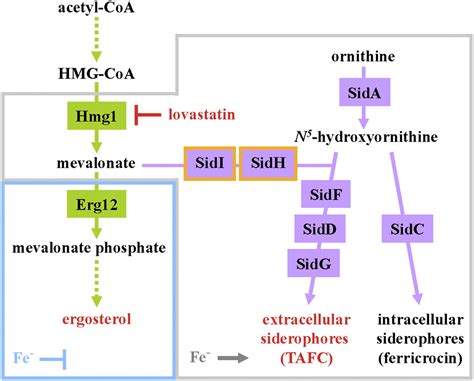 Mevalonate Governs Interdependency Of Ergosterol And Siderophore