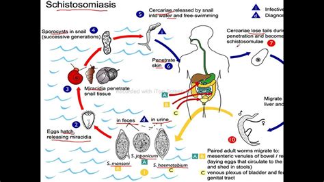 Life Cycle Of Schistosomiasis Youtube