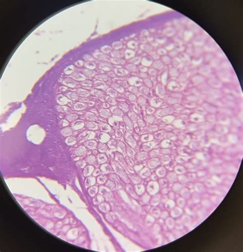 Histology Of Nervous System Artery Vein And Nerve Slide Diagram