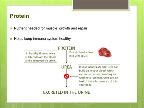 Diet in kidney disease patients | PPT