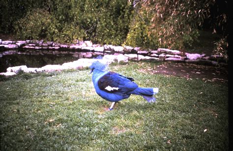 common crowned pigeon - ZooChat