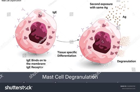 Mechanism Mast Cell Degranulation During Allergic Stock Vector (Royalty ...