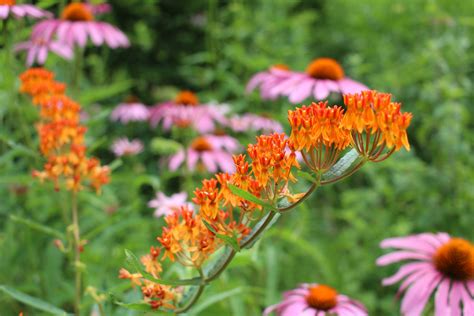 Master Gardener's Present: Gardening in the Ever-Changing Environment