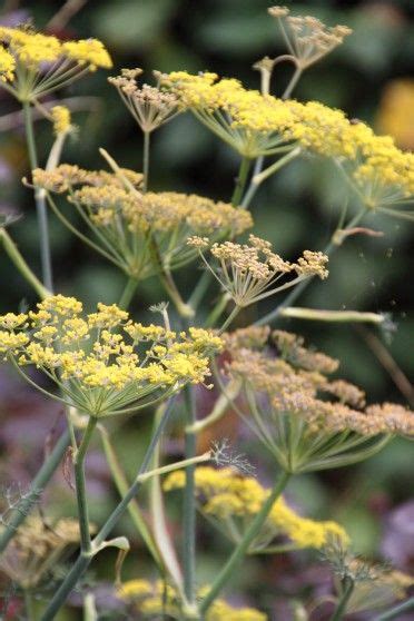 Foeniculum Vulgare Giant Bronze Venkel Bloemenpark Appeltern