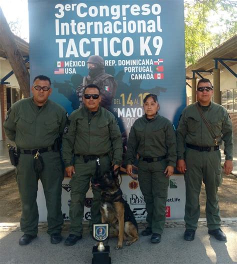 Conoce A Tantor El Perro Policía Destacado En Detección De Droga