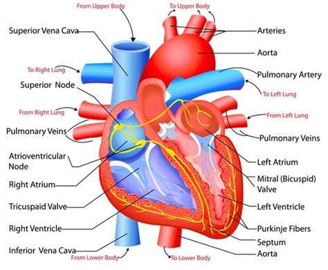 Heart structure Diagram | Quizlet