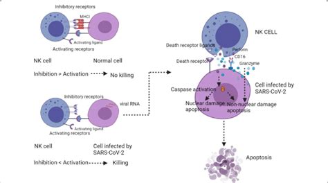 Nk Cells Induce Apoptosis In Both Direct And Indirect Ways 126 127