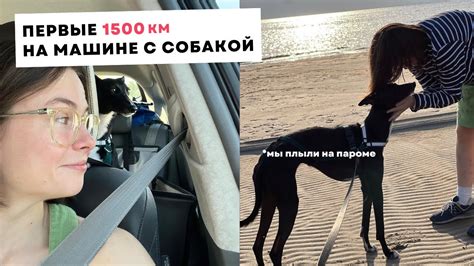 просто взяли собаку и поехали на машине - YouTube