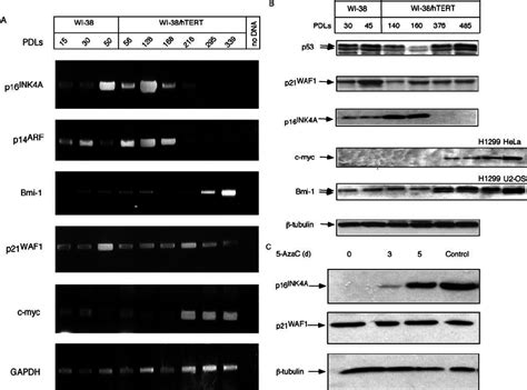 Expression Pattern Of Cell Cycle Related Genes A Semiquantitative