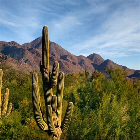 Sonoran Desert Cactus Wall Art | Photography