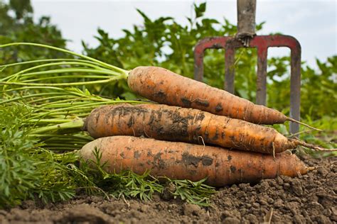 Woman Forgot Carrots She Planted 7 Months Ago And Her Discovery Is Massive Dengarden News