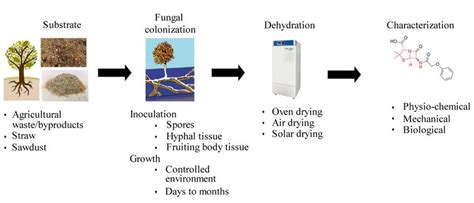 Schematic Illustration Of Synthesis Process Of Mycelium Based