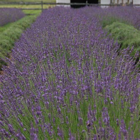 Phenomenal Lavender Lavandula X Intermedia Proven Winners