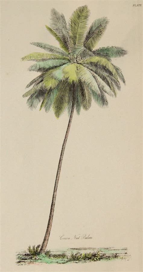 1880 Handcoloured Antique Palm Tree Print Unique Victorian Colour